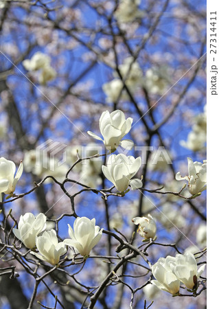 モクレン（木蓮） 27314411