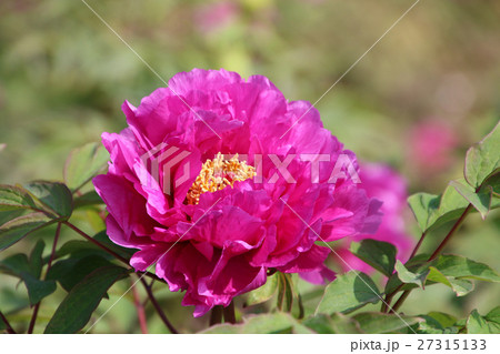 ボタン(牡丹) ボタン(牡丹) 27315133