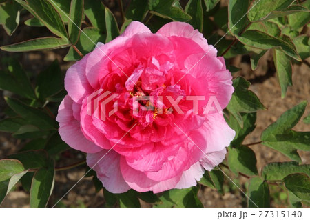 ボタン(牡丹) ボタン(牡丹) 27315140