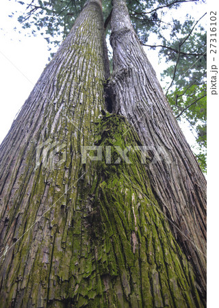 大杉・伊勢神宮内宮正宮前 27316102