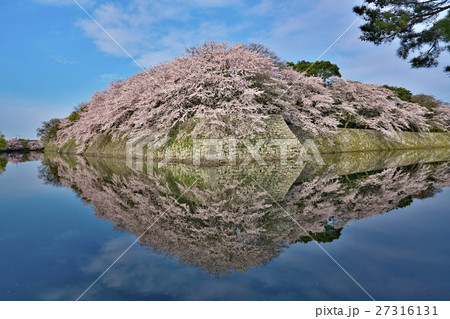 満開桜の彦根城 27316131