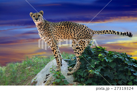 cheetah standing on stone cheetah standing on stone 27319324