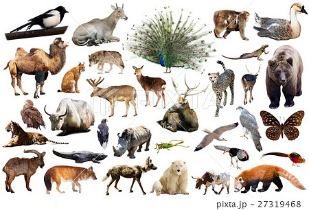 asia animals isolated 27319468