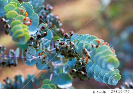 Book-leaf mallee plant 27319476