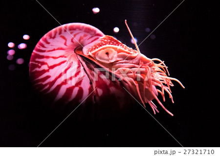オウムガイ Nautilus オウムガイ Nautilus 27321710
