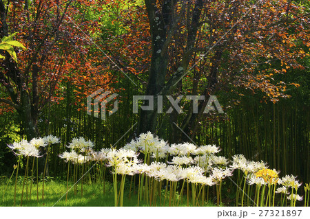 彼岸花 彼岸花 27321897