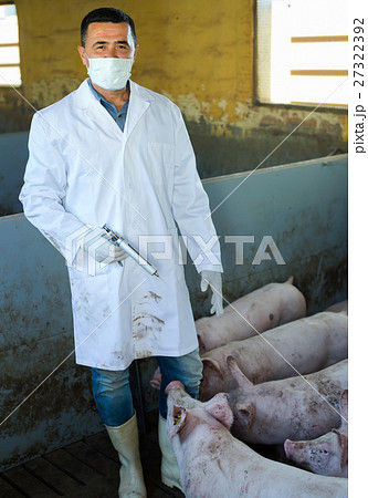 Male veterinarian at pig farm. Male veterinarian at pig farm. 27322392