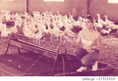 Smiling adult woman among white gooses livestock 27325819