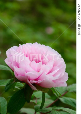 ボタン（牡丹） 27326542