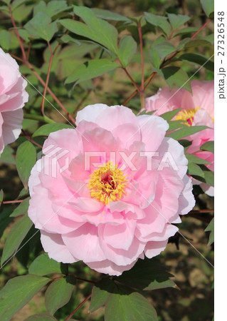 ボタン(牡丹) ボタン(牡丹) 27326548