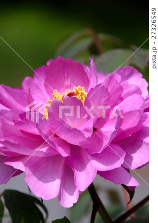 ボタン(牡丹) ボタン(牡丹) 27326549