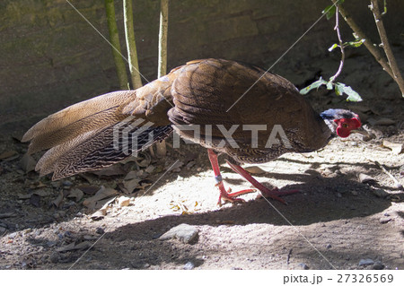 Image of a red Junglefowl on nature background. 27326569