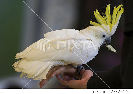 Sulphur-crested cockatoo or cacatua galerita 27326570
