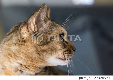 Image of a lovely cat. Pet Animal. Image of a lovely cat. Pet Animal. 27326571