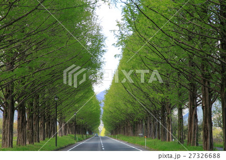 新緑のメタセコイア並木 27326688
