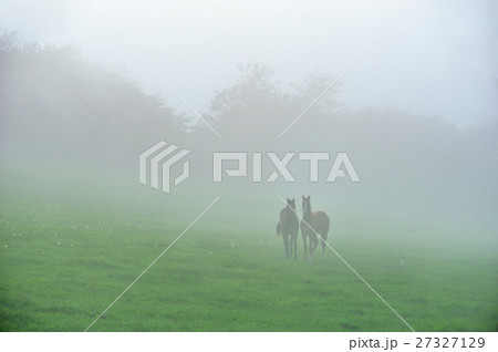 霧中駿馬 27327129