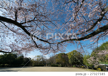 大阪府河内長野市 さくらのトンネル 27327385