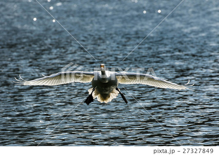 正面に向かって飛んでくる白鳥の写真素材