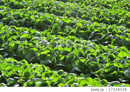 小松菜畑 27328339