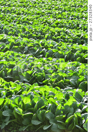 小松菜畑 27328340