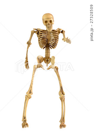 Human skeleton bone standing action Human skeleton bone standing action 27328509