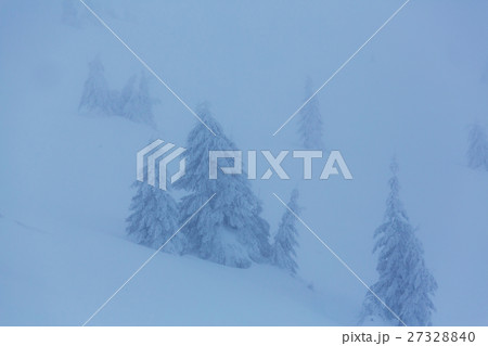 Winter forest Winter forest 27328840