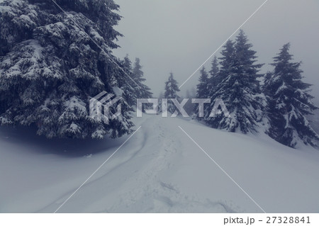 Winter forest 27328841