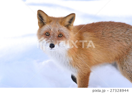 雪の中のキタキツネ 雪の中のキタキツネ 27328944