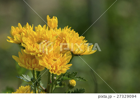 菊の花 菊の花 27329094