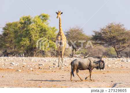 Giraffe and Blue Wildebeest walking in the bush 27329605
