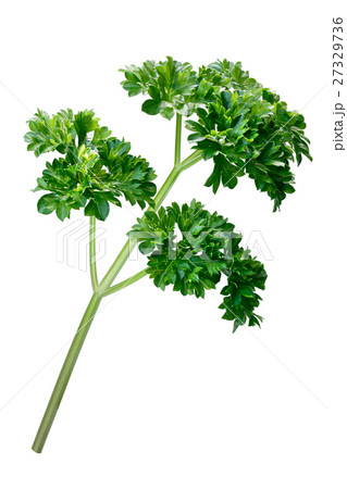 Curly parsley (Petroselinum crispum), paths Curly parsley (Petroselinum crispum), paths 27329736