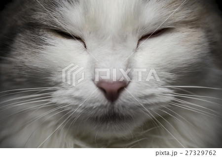 ノルウェージャンフォレストキャット　寝顔 27329762