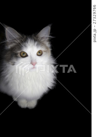 ノルウェージャンフォレストキャット 27329766