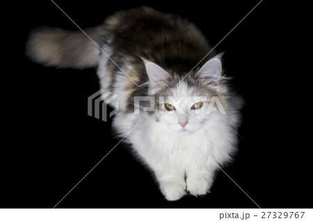 ノルウェージャンフォレストキャット ノルウェージャンフォレストキャット 27329767
