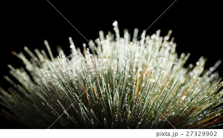 Dew on grass 27329902