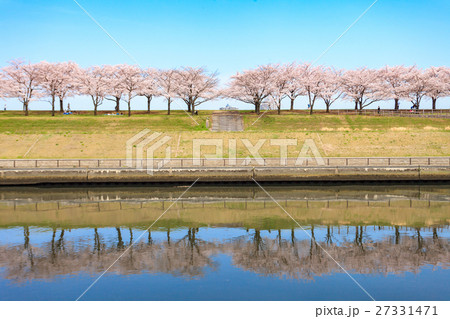 荒川赤羽桜堤緑地の桜並木 27331471