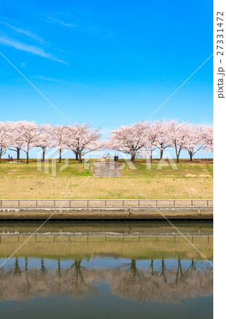 荒川赤羽桜堤緑地の桜並木 荒川赤羽桜堤緑地の桜並木 27331472