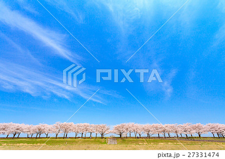 荒川赤羽桜堤緑地の桜並木 荒川赤羽桜堤緑地の桜並木 27331474