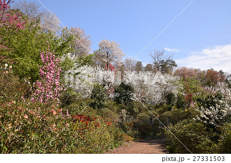 大柿花山の春 27331503