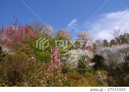 大柿花山の春の散歩 27331505