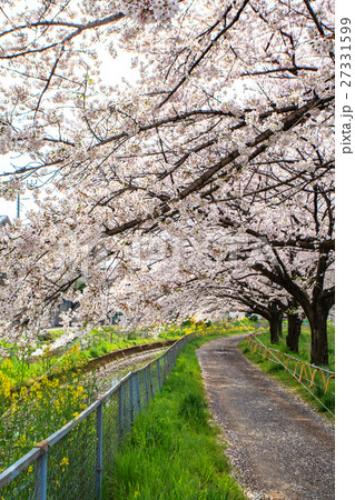 日本一の桜回廊　見沼田んぼ　見沼代用水　満開の桜並木 27331599