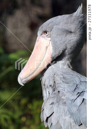 ハシビロコウ 27331978