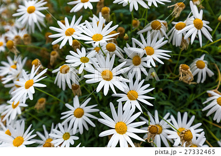 Chamomile flowers - floral background Chamomile flowers - floral background 27332465
