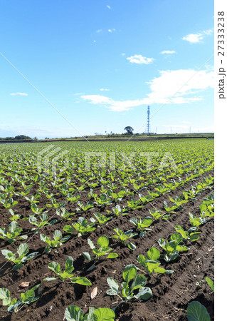 冬晴れの畑 冬晴れの畑 27333238