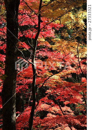 紅葉の林 紅葉の林 27333321