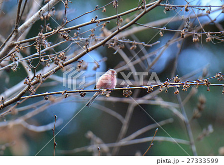 陽光のベニマシコ 27333599