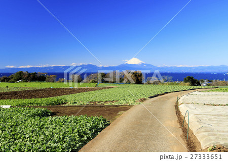 冬晴れの畑からの富士山 27333651