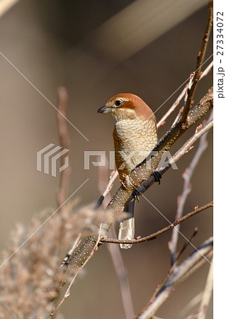 止まり木のモズ 27334072