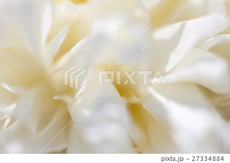 Close up of pale peony flower. 27334884