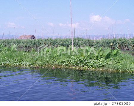 水耕栽培(インレー湖畔/ミャンマー) 水耕栽培(インレー湖畔/ミャンマー) 27335039